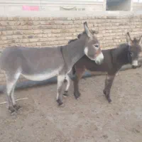 دو راس خر الاغ شیری کره دار جوان چاق