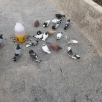 کفتر|پرنده|مرودشت, ابوذر جنوبی|دیوار