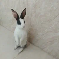 خرگوش