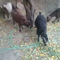 دو تا بزغاله نر سالم