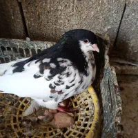 فروش کبوتر|پرنده|جم, |دیوار