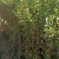 ترون(شمشاد)