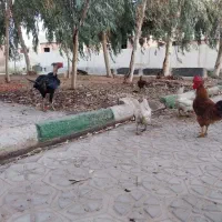 مرغ و خروس|حیوانات مزرعه|قم, خداکرم|دیوار
