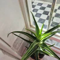 گل قاشقی وآلوورا|گل و گیاه طبیعی|قائن, |دیوار