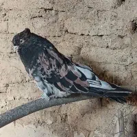 کبوتر سرور آتیشی نر