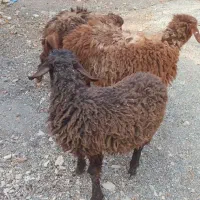 بره میش بز بزغاله|حیوانات مزرعه|اصفهان, دهنو|دیوار