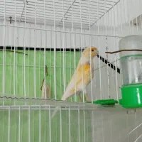 قناری|پرنده|مشهد, الهیه|دیوار