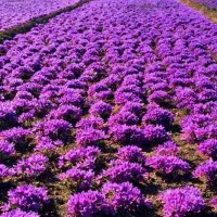 فروش نیم هکتار زمین زعفران 160تومن