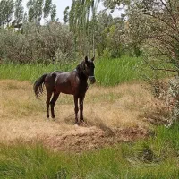 اسب
