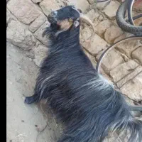 20راس بز شهرکردی
