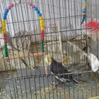 جفت عروس هلندی