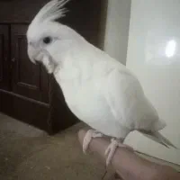 عروس هلندی البینو و لوتینو دونخور