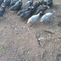 مرغ روسی(شاخدار)|حیوانات مزرعه|رودسر, |دیوار