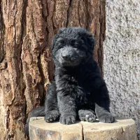 سگ ژرمن بلک ماده شولاین موبلند