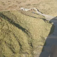 کاه خار شتری