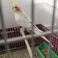 طوطی ماده|پرنده|بهبهان, |دیوار