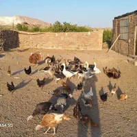 تعدادی غاز وبوقلمون|حیوانات مزرعه|قم, نیروگاه|دیوار