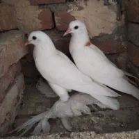 هشت عدد کبوتر به فروش میرسد