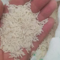 برنج طارم محلی فریدونکنار|خوردنی و آشامیدنی|شهرکرد, |دیوار