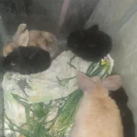 بچه خرگوش 14 روز لوپ هلندی اصل