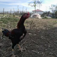 لاری|حیوانات مزرعه|شفت, |دیوار