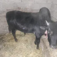 ورزا ۲ ساله هم گوشتی هم داشتی فقیر ارام