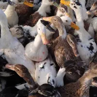 هزار عدد اردک مادر  ( تخمگذار )