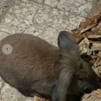 جفت خرگوش لوپ