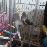 یک جفت عروس هلندی