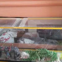 آکواریوم با کلبه چوبی و تمامی وسایل (بسیار تمیز )|ماهی|اصفهان, شهرک کاوه|دیوار