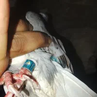 کبوتر تکپر|پرنده|تاتار علیا, |دیوار