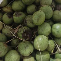 گردو درجه یک|خوردنی و آشامیدنی|تهران, خلیج فارس|دیوار