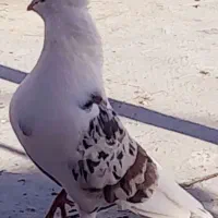 کفتردهما سرور