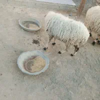 یک میش شاهدار|حیوانات مزرعه|پیپ, |دیوار