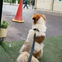 واگزاری پامر روباهی