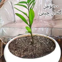 گل های زیبا نگهداری اسان|گل و گیاه طبیعی|تهران, مهرآباد|دیوار