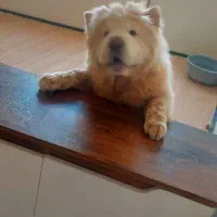 سگ چاو چاو|سگ|تهران, ازگل|دیوار