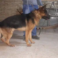 ژرمن اصیل و باتربیت|سگ|سیسخت, |دیوار