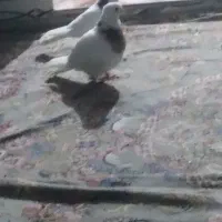 کفتر طوقی سرخ