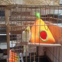 عروس هلندی لوتینو