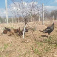 تعدادی فریک تخم گذار