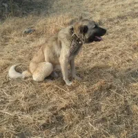 سگ پژدر|سگ|بروجرد, |دیوار