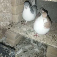 کبوتر فروشی