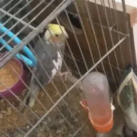 عروس هلندی جفت مولد|پرنده|خوی, |دیوار