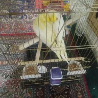 جفت عروس هلندی