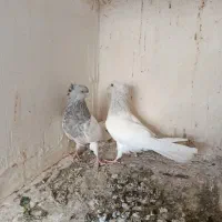 کبوتر کله الماسی|پرنده|قم, نیروگاه|دیوار