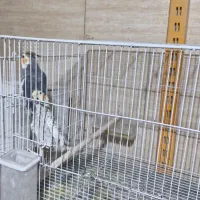 عروس هلندی مولد