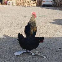 خروس گلیم بالغ