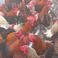 مرغ و خروس محلی تخمگذار