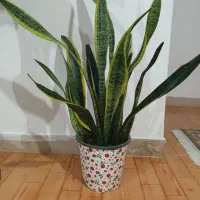 گلهای طبیعی